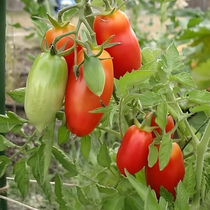 Red Tomato Live Plant Tomato Plant Live Long Red Sweet Fruit Plants from 4-7 Inches in Height 4 Inch Pot for Growing