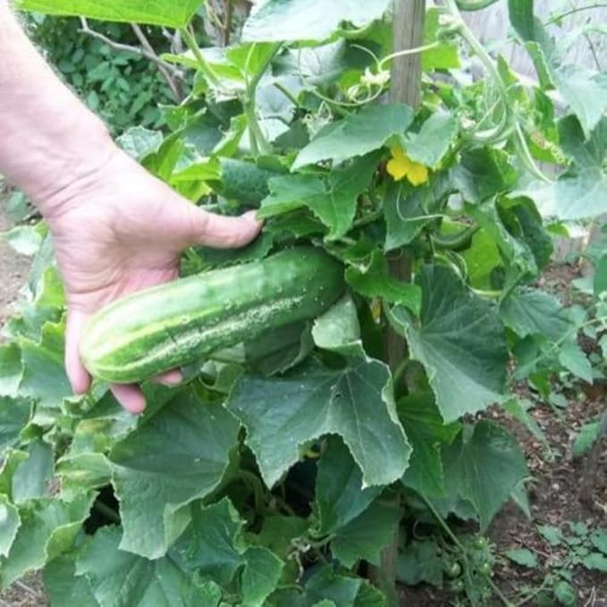 Cucumber Plants Live 6-8 Inches Tall in 4 Inch Pot 2 Plants Per Pot Vegetable Plants for Garden or Containers