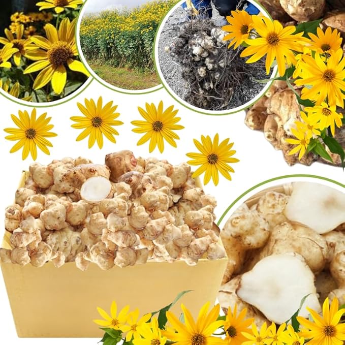 5 Jerusalem Artichoke Tubers for Planting Fresh Sunroots Sunchokes Edible Hardy Roots for Home Garden or Raised Beds