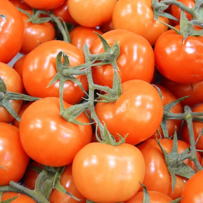 4 Tomato Plants Live for Planting Outdoors Starter Vegetable Plants Tree Tomato Plant 5 to 8 Inch Tall No Pot Cherry Tomato