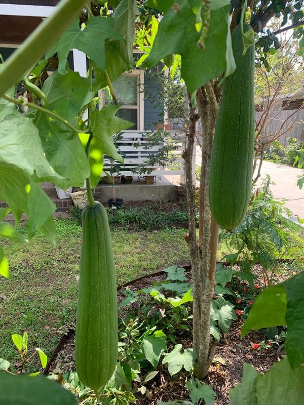 Luffa Plant 4 Inch Pot 2 Smooth Luffa Plants in a Pot 4 to 8 Inch Tall Loofa Gourd Vegetable Seedings