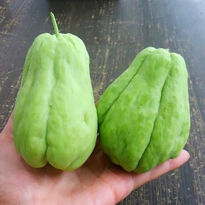 Chayote Squash Plant Live Chayote Plant Vegetable Plants 7 to 9 Inc Tall Gallon Pot
