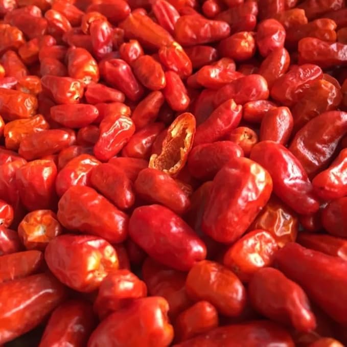 Pequin Peppers Plants 4 to 6 Inch Tall Pequin Chili Pepper Plant in 4 Pot Pepper Live Plants Vegetables Pepper Seedlings
