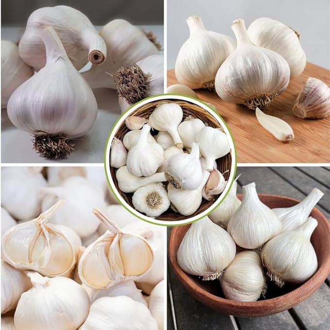 1 Lb White Garlic Bulbs for Planting 8 Hardy Garlic Bulbs for Planting Home Vegetable Garden or Raised Beds Hardneck Garlic Bulbs