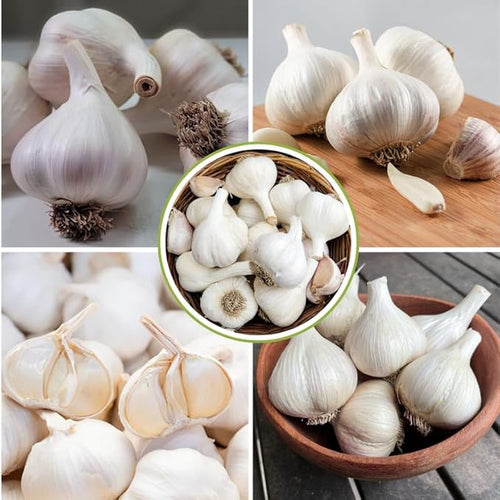 1 Lb White Garlic Bulbs for Planting 8 Hardy Garlic Bulbs for Planting Home Vegetable Garden or Raised Beds Hardneck Garlic Bulbs
