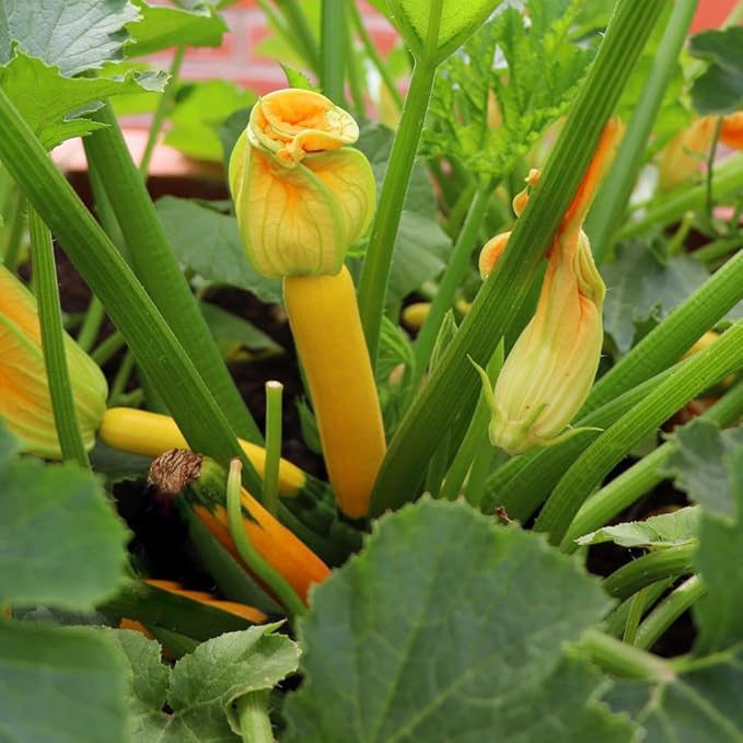 2 Yellow Zucchini Plants Yellow Summer Squash in 4 Inch Pots - 4-6 Inch Tall Live Vegetable Garden Plants