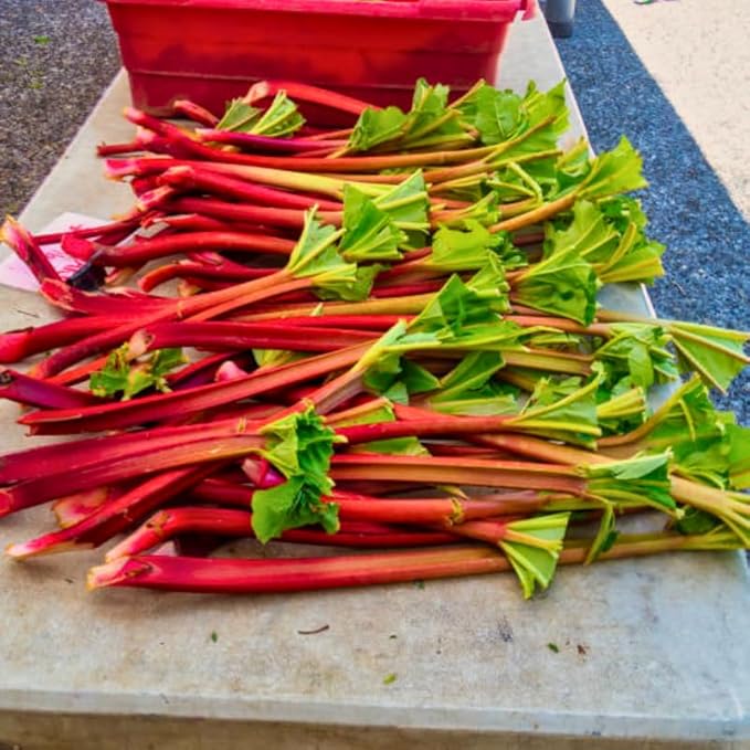 2 Large Rhubarb Crowns Plants for Planting Big Size 6-7 Inch Crown Large Stalk in First Year Hardy Heirloom Rhubarb Non GMO with Giant Red Stalk