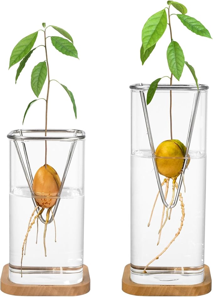 2 Pack Avocado Vase Grow Glass Avocado Seed Starter Vase Large Pit Propagation Kit Hydroponic Rooting Sprout Set