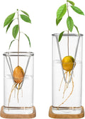 2 Pack Avocado Vase Grow Glass Avocado Seed Starter Vase Large Pit Propagation Kit Hydroponic Rooting Sprout Set