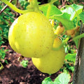 Lemon Cucumber Plants Live 6-8 Inches Tall in 4 Inch Pot 2 Plants Per Pot Vegetable Plants for Garden or Containers