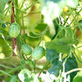 2 Cucamelon Plants Seedlings 4 to 6 Inches Tall Cucamelon Mini Cucumber Live Plant Vegetable Plants for Growing