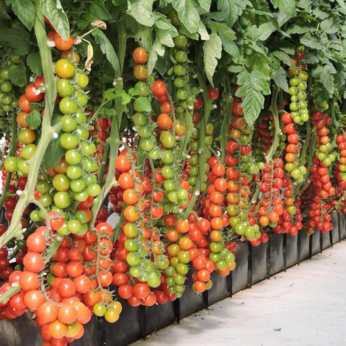 Cherry Tomato Plants Live for Planting Outdoor 4 Inch Pot 4 to 8 Inch Tall 2 Plants per Pot