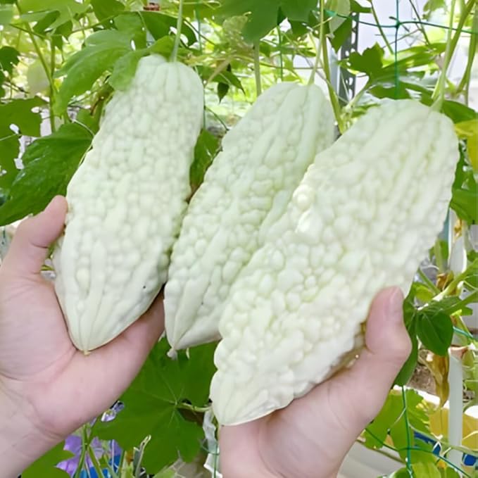White Jade Bittermelon Live Plant Rare White Bitter Melon Vine Edible Vegetable Starter for Planting 6-8 Inches Tall in 4 Inch Pot