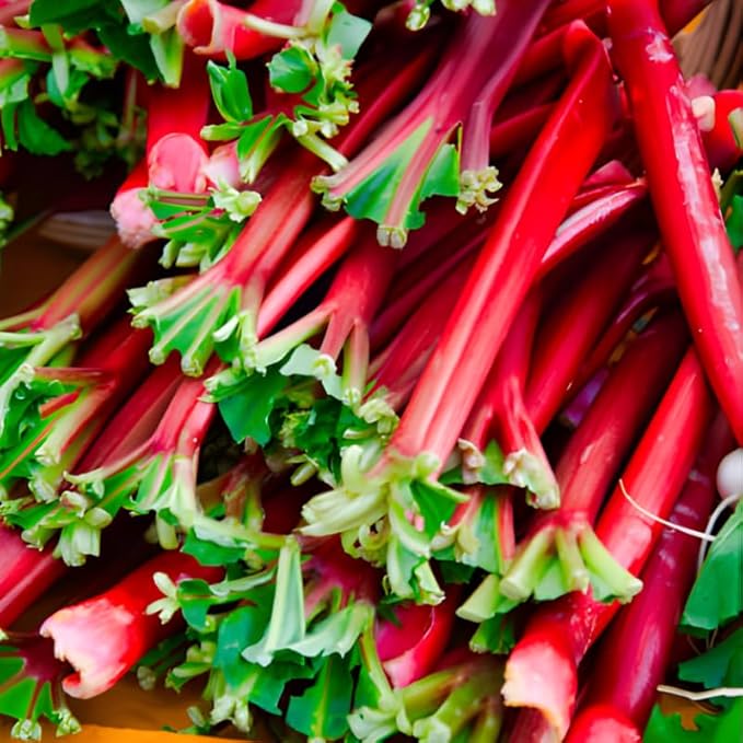 5-Pack Rhubarb Roots Plants for Planting 1.5 Inch Tall Fast- Growing Perennial Non GMO with Giant Red Stalk Resilient Vegetable Plants for Home Landscapes