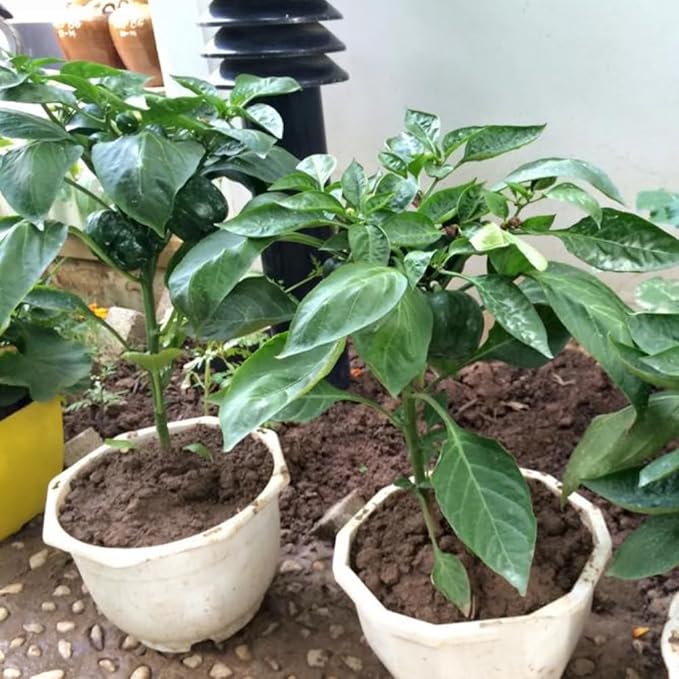 2 Pequin Hot Pepper Plants Live in 2.5 Inch Pot for Planting Outdoor 2 Plants in 1 Pot