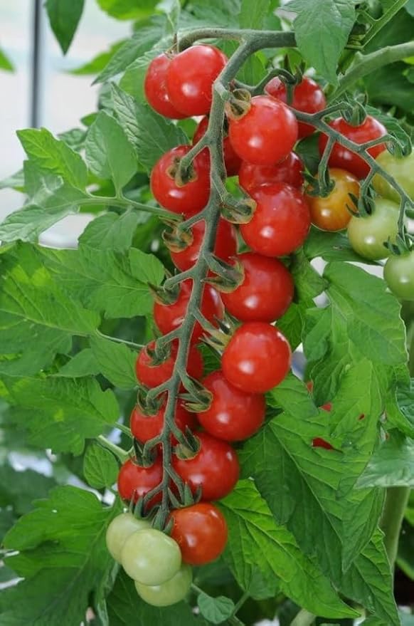 2 Pots 3 Cherry Tomatoes Plants 3-5 Inch Tall Red Tomato Seedling Heirloom Tomato Plants
