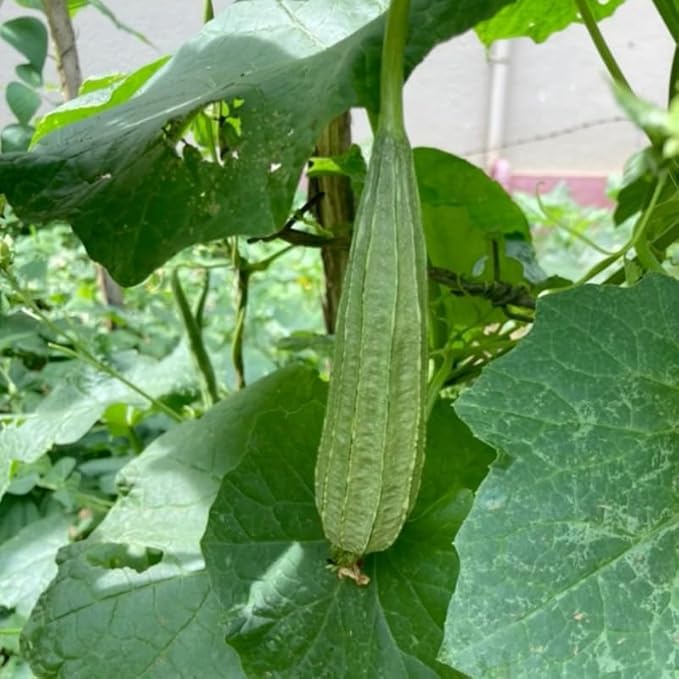 Ridge Luffa Plant 4 to 8 Inch Tall Live Gourd Loofah Plants in 4 Inch Pot Vegetable Vine Seedlings