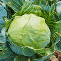 Live Cabbage Plants Cabbage Live Plant Pot Vegetable Plant Growing Garden 3 to 5 Inc Tall