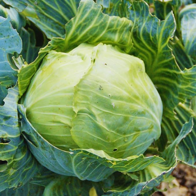Live Cabbage Plants Cabbage Live Plant Pot Vegetable Plant Growing Garden 3 to 5 Inc Tall