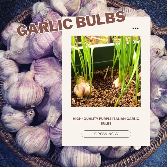 1 Pound Purple Hardneck Garlic Bulbs for Planting Fresh High-Yield Hardy Garlic for Garden or Container Growing
