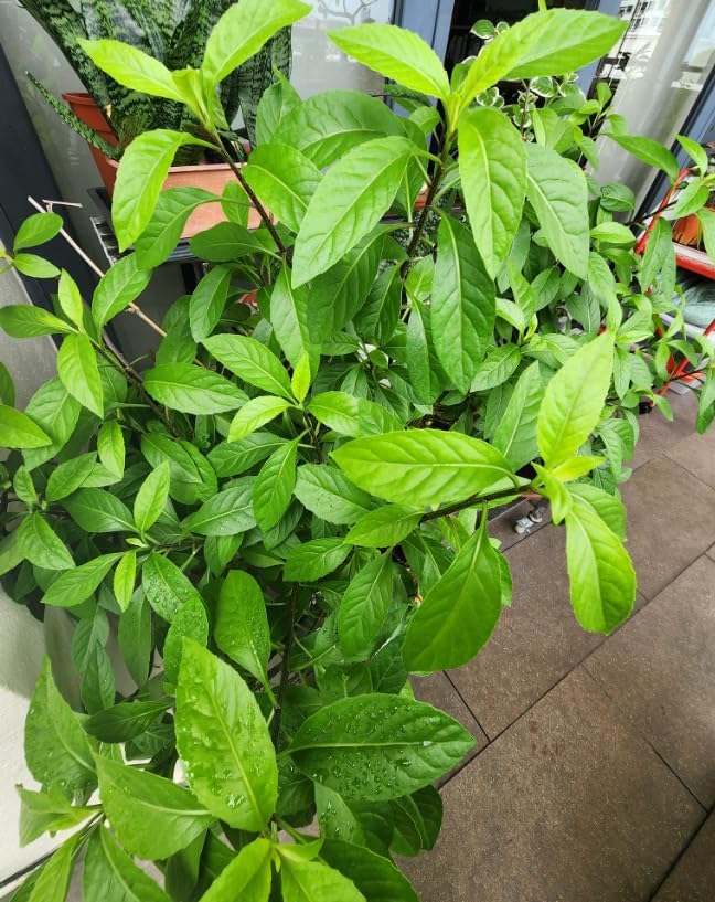 Set 4 Longevity Spinach Plants Green Gynura Vegetables Seedlings Perennial Spinach Shurb 4-6 Inch Tall