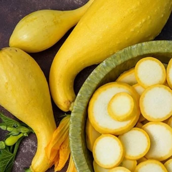 Yellow Squash Vegetable Plants Live Set 3 Plants 3 to 6 Inc Long Squash Plants Live Growing