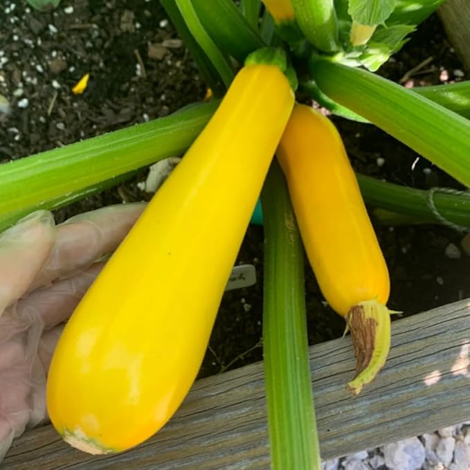 3 Live Squash Plants Zucchini Plants Seedlings Yellow Squash Plant Live in 4 Inch Pot
