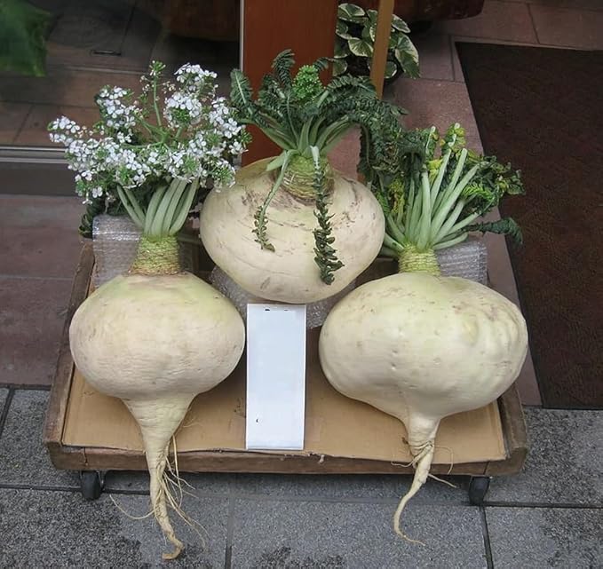 200 Seeds SAKURAJIMA Mammoth Daikon Radish Seeds 鹿児島 櫻島大丸 Recent Volcano Eruption!!!