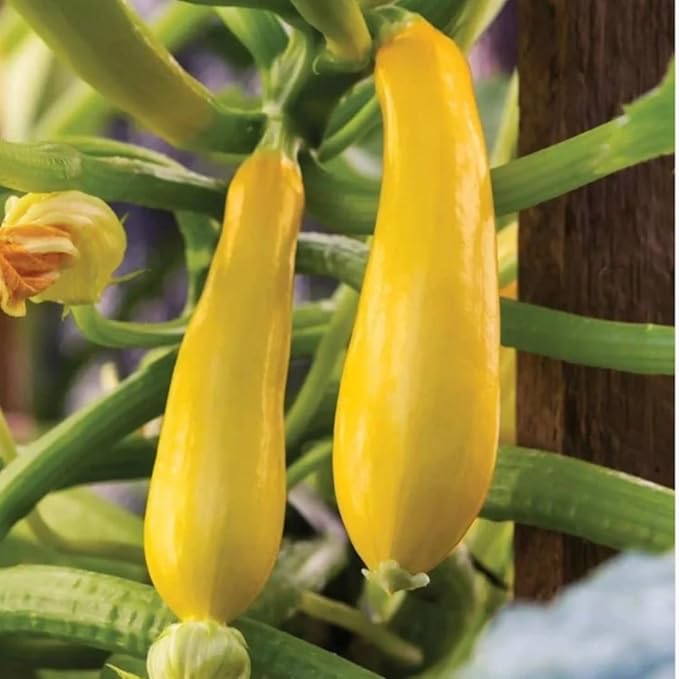 3 Live Squash Plants Zucchini Plants Seedlings Yellow Squash Plant Live in 4 Inch Pot