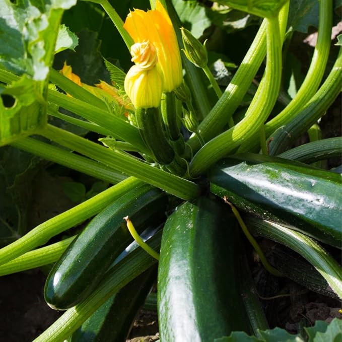 2 Squash Plants Green Squash Zucchini Plant Live in Pot Live Green Squash Plant Live Squash Seedlings Squash Zucchini Plant Live for Planting Outdoor Garden Live Zucchini Plant Vegetable Squash