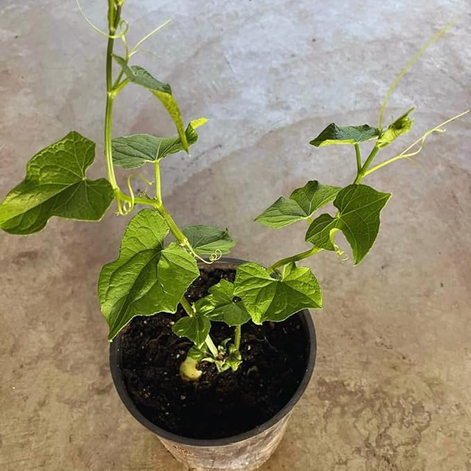 Chayote Squash Plant Live Chayote Plant Gallon Pot Vegetable Plant for Gardening Indoor Outdoor 7 to 9 Inc Tall