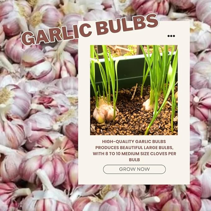1 Pound Chesnok Red Hardneck Garlic Bulbs for Planting Fresh High-Yield Hardy Garlic for Garden or Container Growing