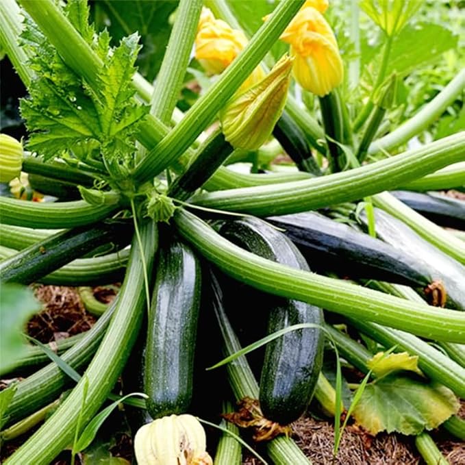 2 Green Zucchini Plants Live for Planting Squash Plants Live for Planting 4 to 6 Inches Tall