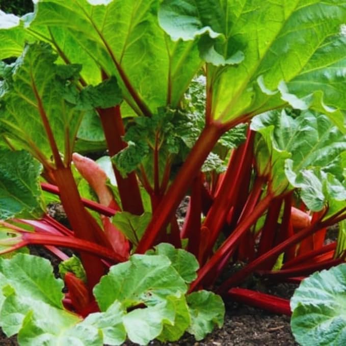 Common Rhubarb Plant Roots Live 5 Large Rhubarb Plants Roots for Planting Vegetable Plant for Gardening Indoor Outdoor