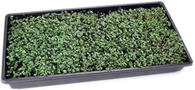 Spicy Micro Salad Mix Microgreens Seeds: 1 Lb - Non-GMO Seed Blend: Broccoli Kale Mustard Cabbage Arugula More
