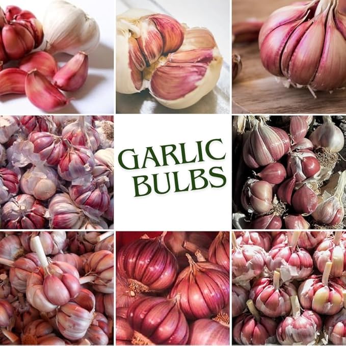 1 Pound Chesnok Red Hardneck Garlic Bulbs for Planting Fresh High-Yield Hardy Garlic for Garden or Container Growing