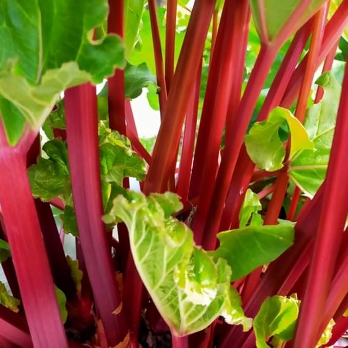 5 Rhubarb Plants Roots for Planting Rhubarb Plants Live Roots for Planting Gardening Outdoor Indoor Backyard Gardens 3 to 5 Inc Tall