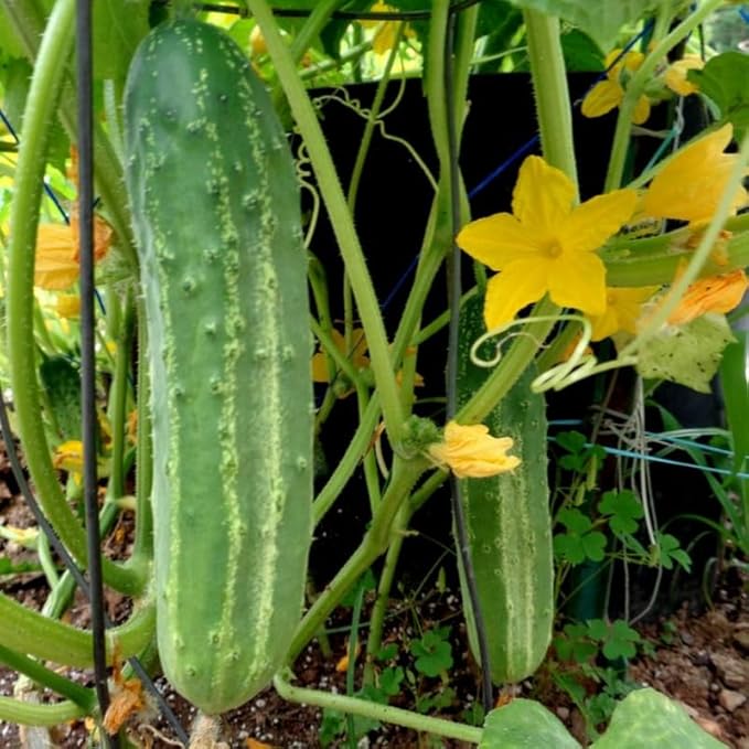 Cucumber Plants in 4 Inch Pot4-6 Inch Tall Cucumber Plants Live Vegetable Seedlings 2 Plants per Pot
