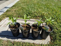 Large Live Shishito Hot Pepper Plant in 4 inch Tall Pot from Southern California Non-GMO…