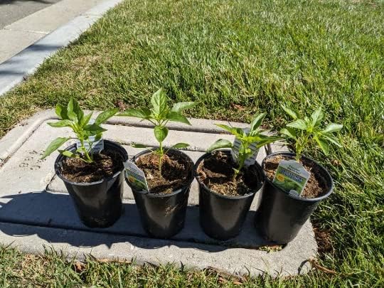 Large Live Shishito Hot Pepper Plant in 4 inch Tall Pot from Southern California Non-GMO…