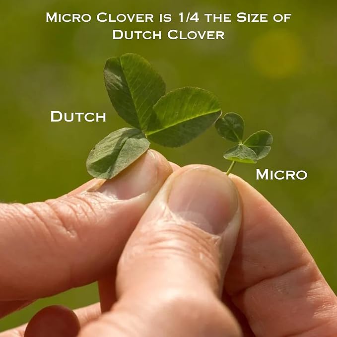 Micro Clover - (1LB) Nitro-Coated 240000 Total Seed - Covers Up to 1600 Sqft! Transform Your Lawn with Seeds That are Eco-Friendly Low Maintenance and Drought-Tolerant.