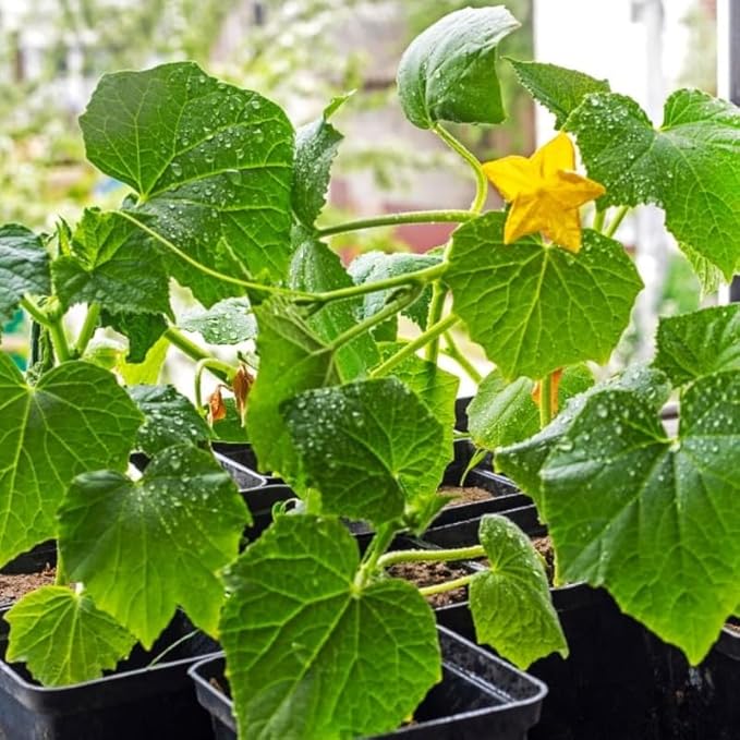 Marketmore Cucumber Plants in 4 Inch Pot 2 Plants per Pot 4-6 Tall Cucumber Plants Live for Planting Outdoor