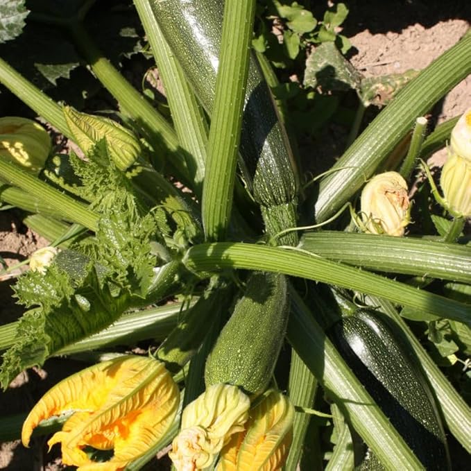 2 Green Zucchini Plants Live Zucchini Plants in Pot Summer Squash for Outdoor Garden 3 to 6 Inch Tall Plant