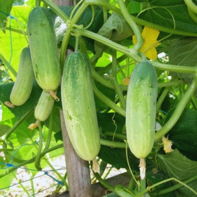 Set 2 Green Cucumber Plants Live for Planting Live Cucumber Plants for Planting Vegetable Plant from 4 to 6 Inches Long
