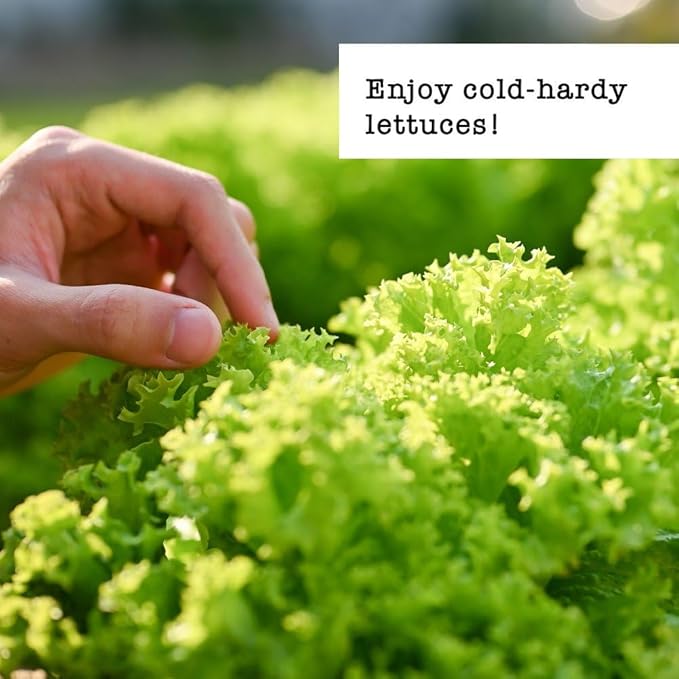 Ferry-Morse Cold Hardy Organic Lettuce Seed Variety Pack - 6 Pack