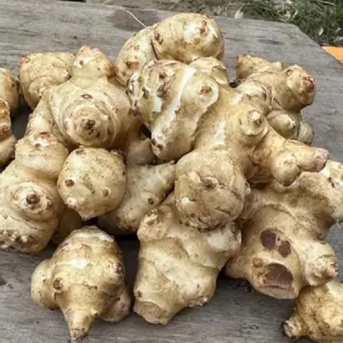 5 Jerusalem Artichoke Tubers for Planting Fresh Sunroots Sunchokes Edible Hardy Roots for Home Garden or Raised Beds