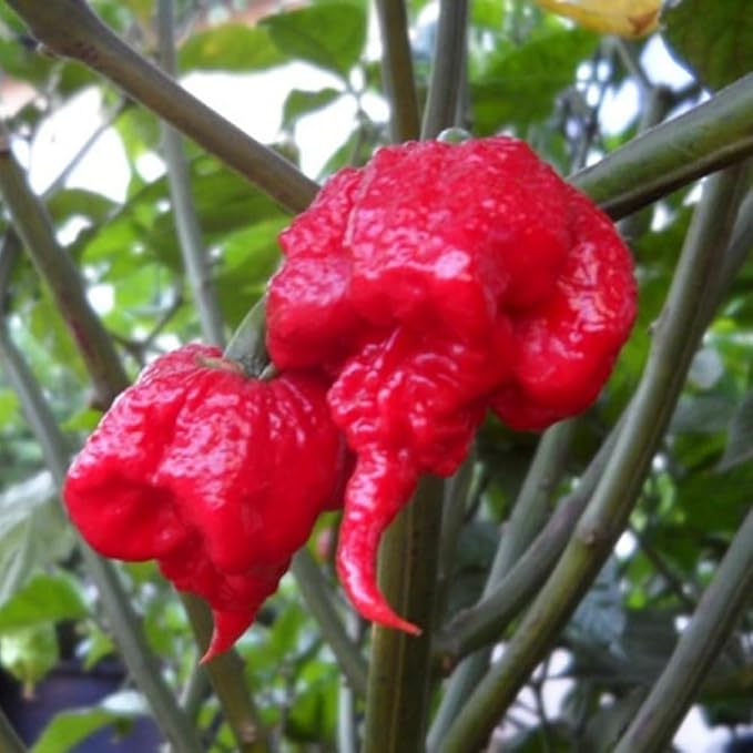 Set 6 Hot Pepper Live Plants 90 Days Old Live Pepper Chili Plant for Spring Planting (Carolina Reaper)