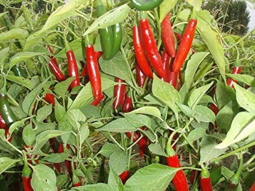 Live Pepper Serrano Plant Vegetables Plant Fit 4 Pot