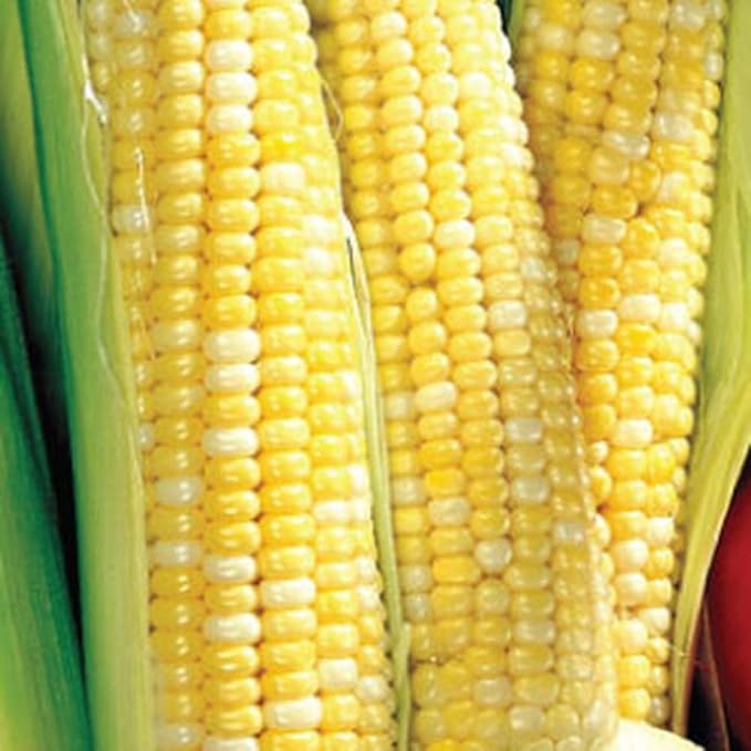 Bi-Color Sweet Corn Non-GMO Seeds 1 Pound (3000+ Seeds) - by Seeds2Go
