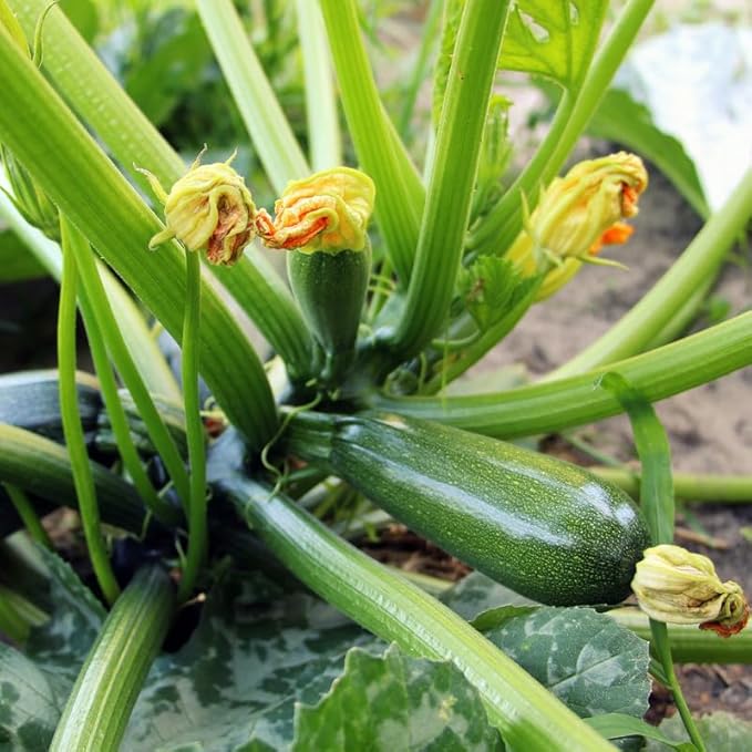 Green Zucchini Plants Live Summer Squash Plant 2 Plants in 4 Inch Pot 3 to 6 Inch Tall Seedlings for Planting Outdoor Garden